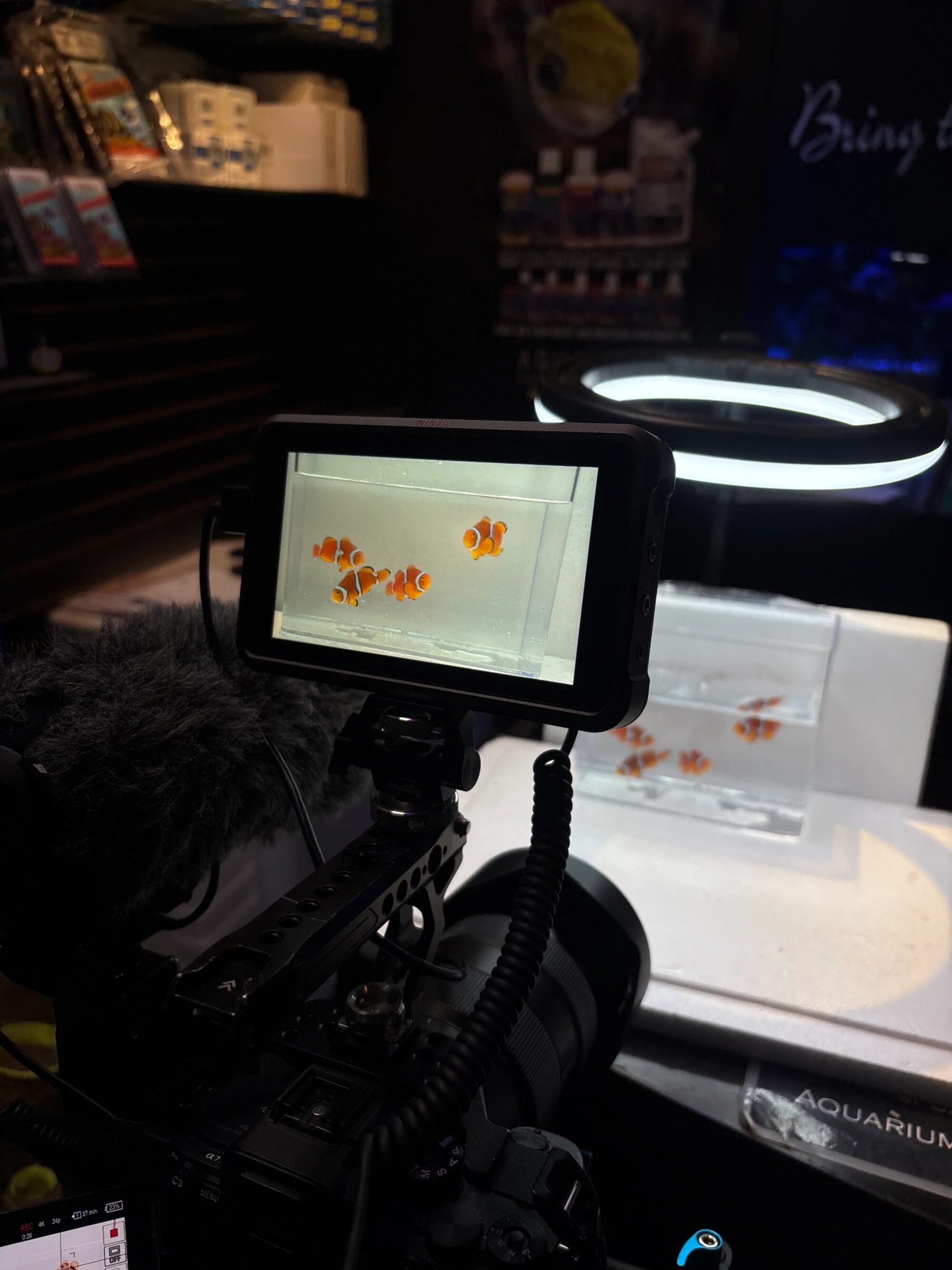 Prism Media filming clownfish on a monitor inside the Aquatica store